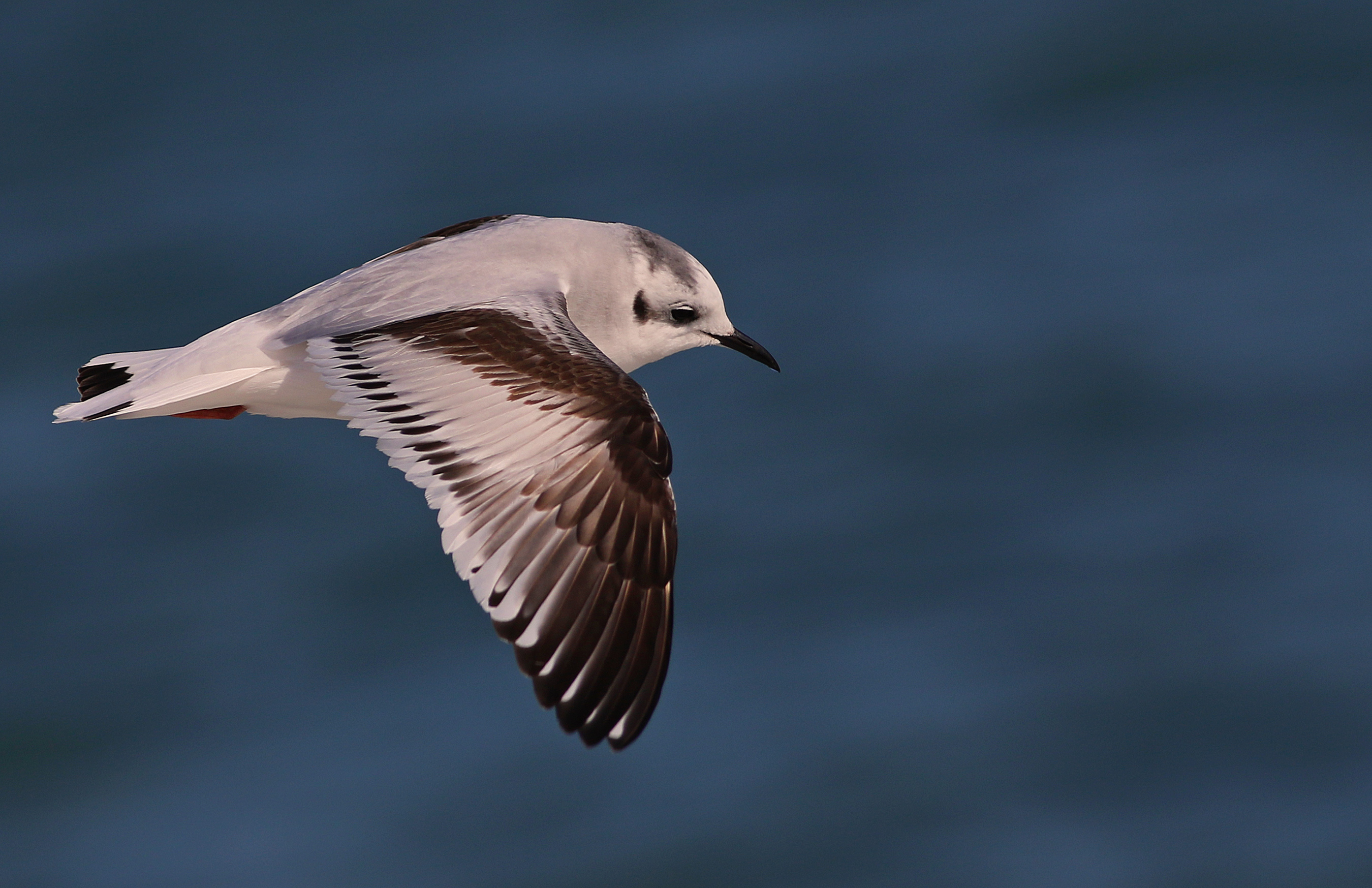 Little Gull